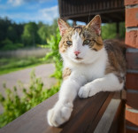 Świętojańskie_Poezjowanie_Krzywogoniec_23_06_2019-01