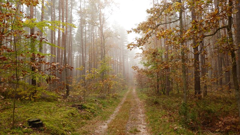 Wasze jesienne zdjęcia (AKTUALIZACJA)