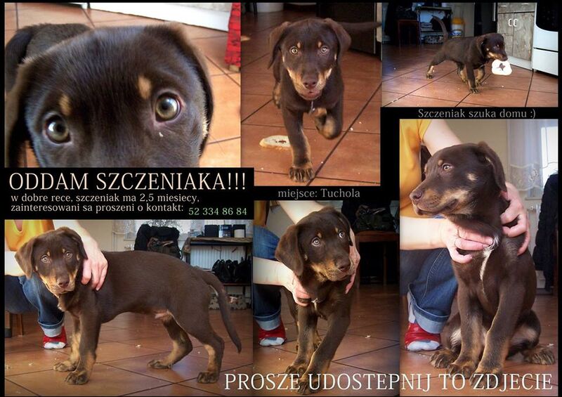 Kto zaopiekuje się szczeniaczkiem?