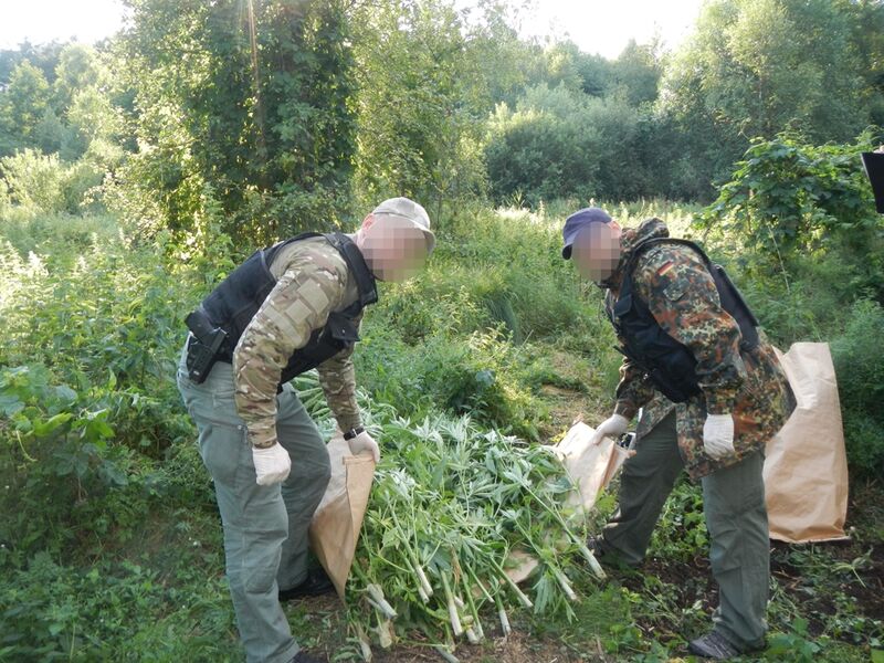 Uprawa konopi pod Tucholą