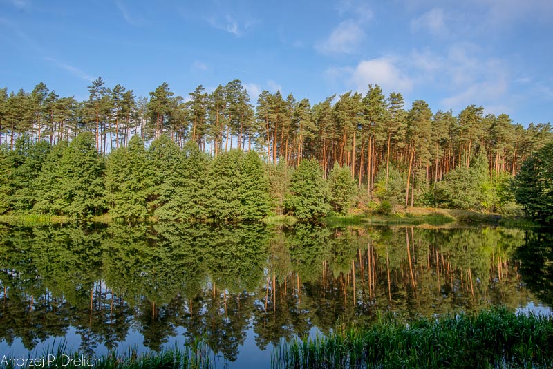 Głosuj na Bory Tucholskie – Rezerwat Biosfery UNESCO