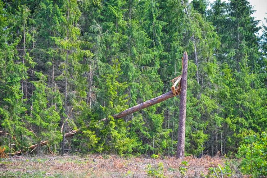 Skutki nawałnic – połamane drzewa w Leśnictwie Świt (ZDJĘCIA)