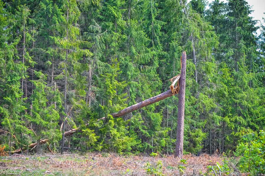 Skutki nawałnic – połamane drzewa w Leśnictwie Świt (ZDJĘCIA)