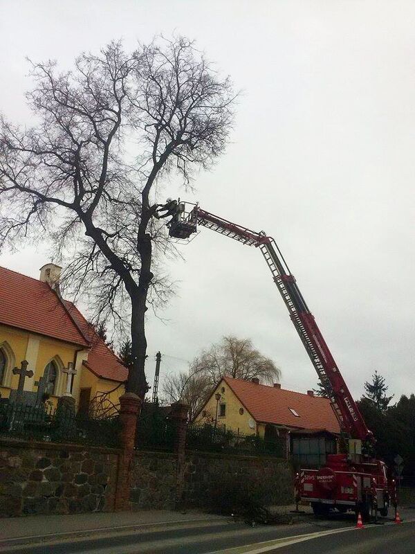 Wycinka drzew w Gostycynie? (ZDJĘCIA)