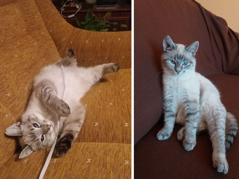 POMÓŻCIE! W Tucholi zginął kot