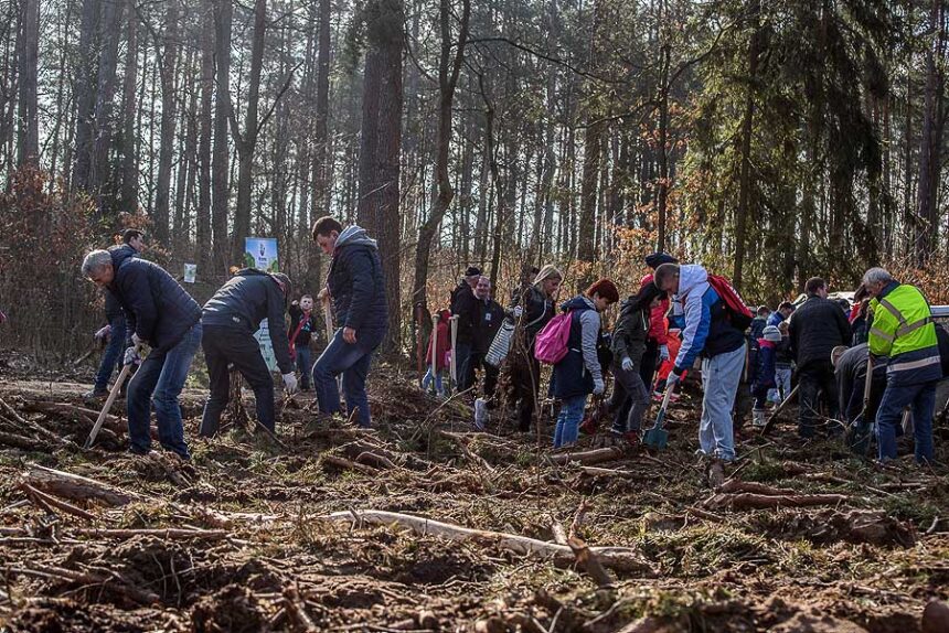 Posadzili 3 tysiące drzew (ZDJĘCIA)