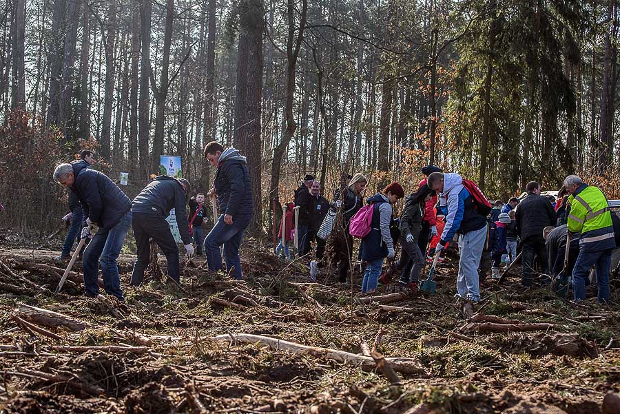 Posadzili 3 tysiące drzew (ZDJĘCIA)