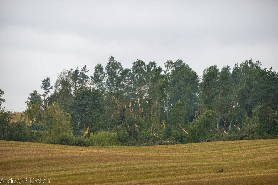 Zakaz wstępu do lasu – Nadleśnictwo Woziwoda (MAPKA)