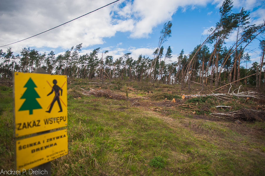 Nadleśnictwa aktualizują zakazy wstępu do lasu
