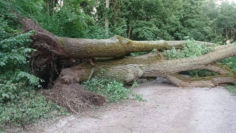W Świcie wichura przewróciła pomnik przyrody