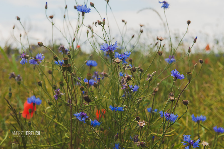 A gdyby zamienić trawniki, klomby na łąki? (SONDA)