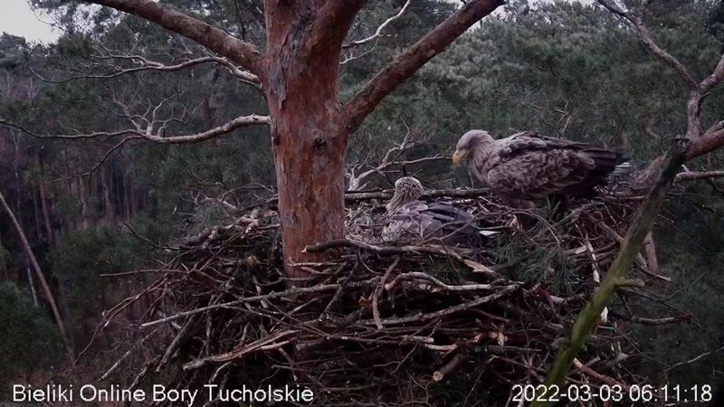 Bieliki w Woziwodzie będą mieć potomsto